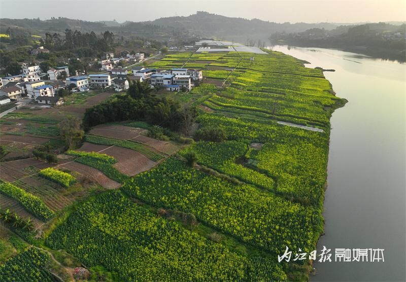 花海来袭！内江七家滩油菜花盛开-6.jpg
