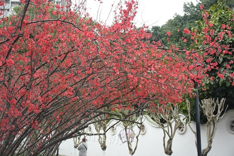 赏花正当时，人民公园海棠花开了！-1.jpg