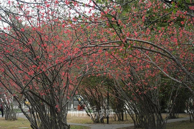 赏花正当时，人民公园海棠花开了！-2.jpg