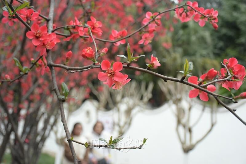 赏花正当时，人民公园海棠花开了！-7.jpg