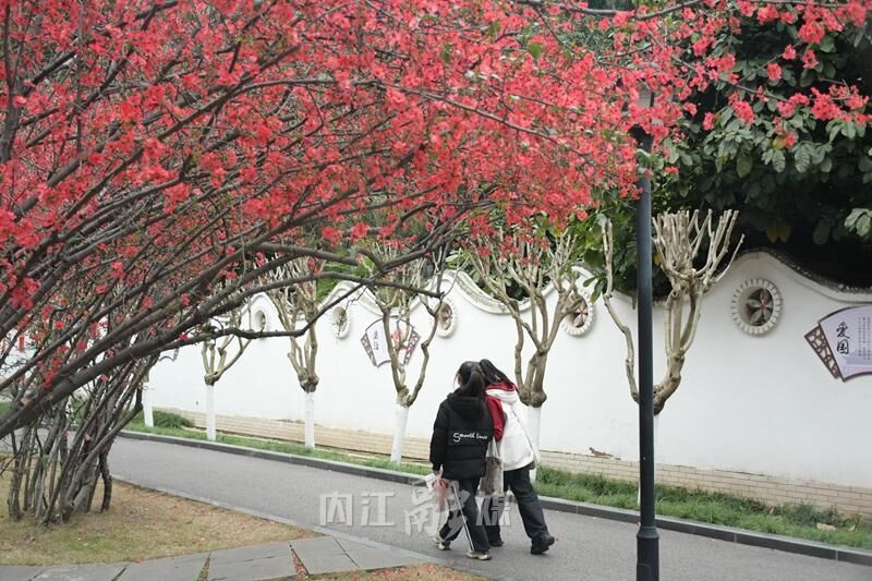 赏花正当时，人民公园海棠花开了！-6.jpg