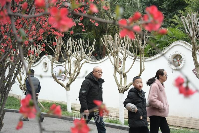 赏花正当时，人民公园海棠花开了！-8.jpg