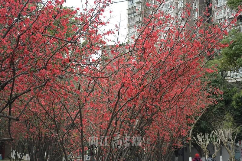 赏花正当时，人民公园海棠花开了！-5.jpg