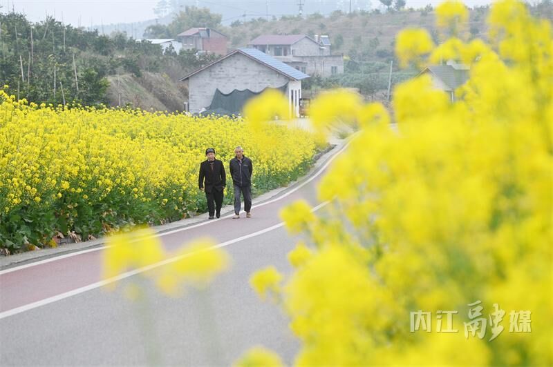 开繁了！内江这里一片金黄-1.jpeg