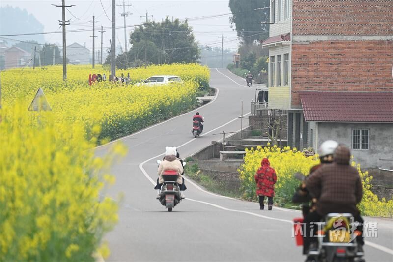 开繁了！内江这里一片金黄-3.jpeg