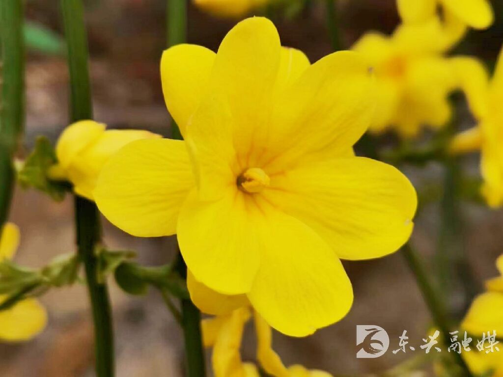 内江东兴：春游，约起-8.jpg