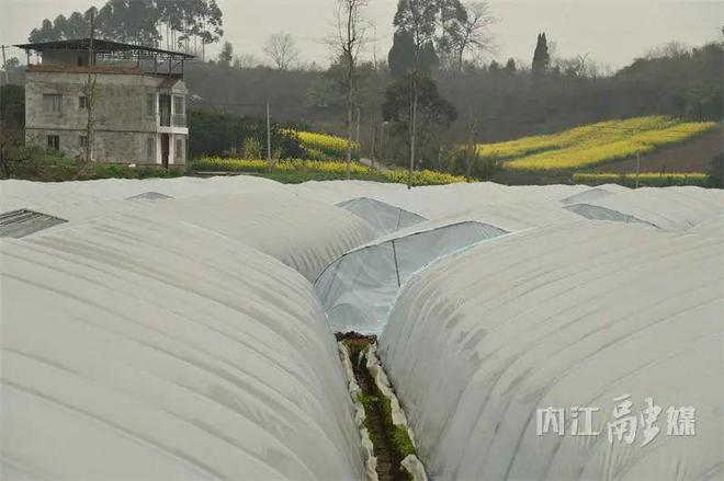 “浴霸”、“电热毯”齐上阵！内江这种“甜果”为啥这么甜？-7.jpg