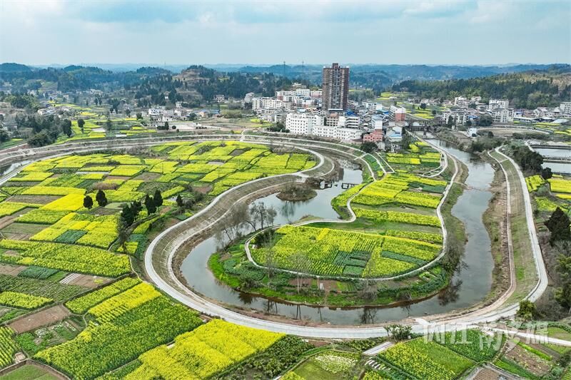 内江东兴区：清流河畔 油菜花开-3.jpg