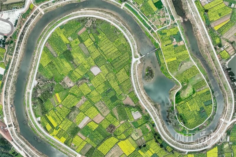 内江东兴区：清流河畔 油菜花开-2.jpg