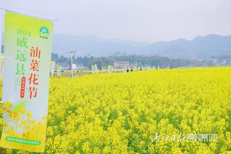 春日盛宴！威远县油菜花节拉开帷幕-4.jpg