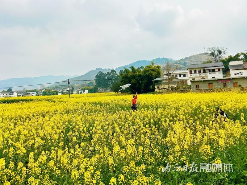 春日盛宴！威远县油菜花节拉开帷幕-6.jpg