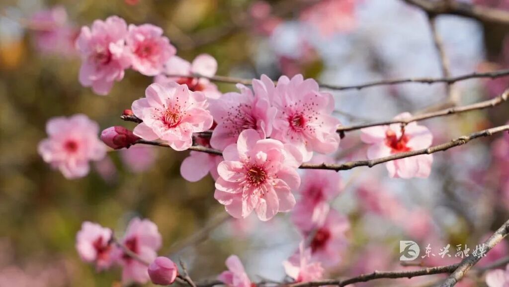 内江东兴：踏春正当时，三月的桃花送给你-2.jpg