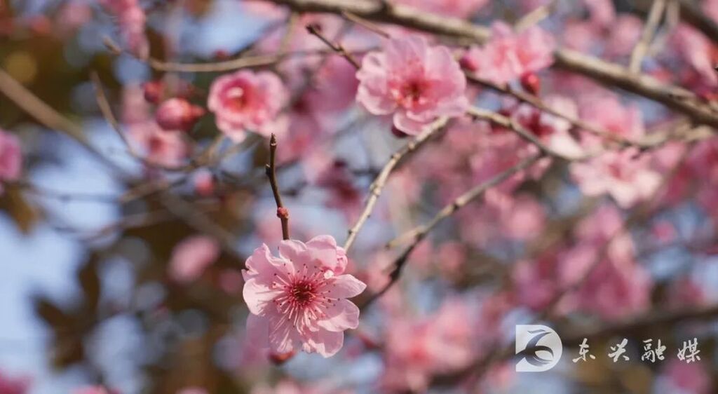 内江东兴：踏春正当时，三月的桃花送给你-1.jpg