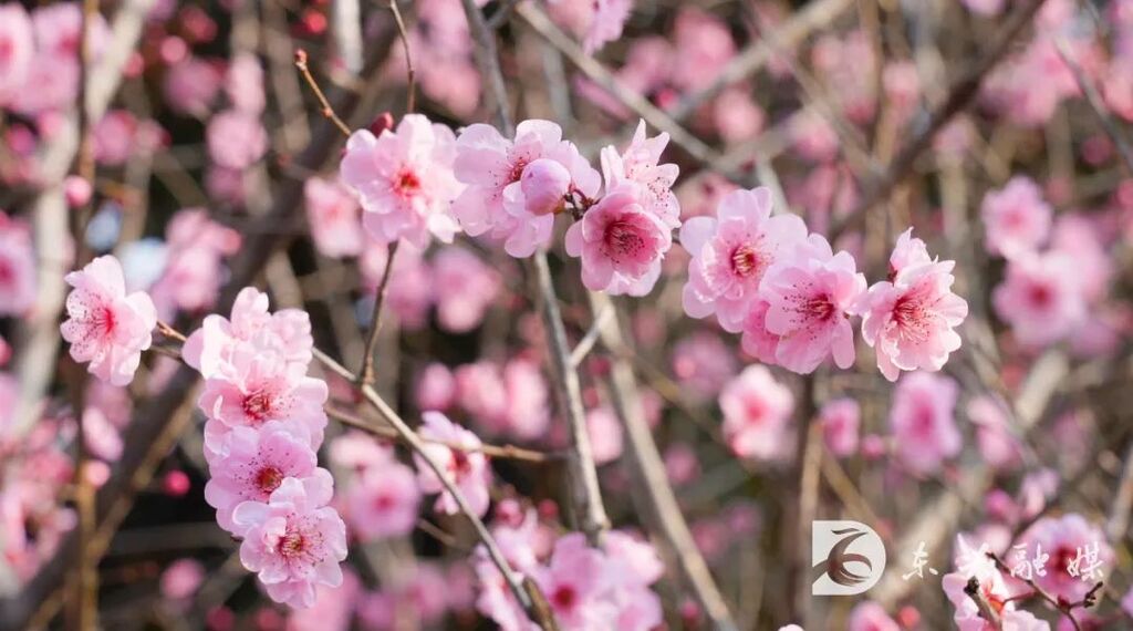 内江东兴：踏春正当时，三月的桃花送给你-9.jpg