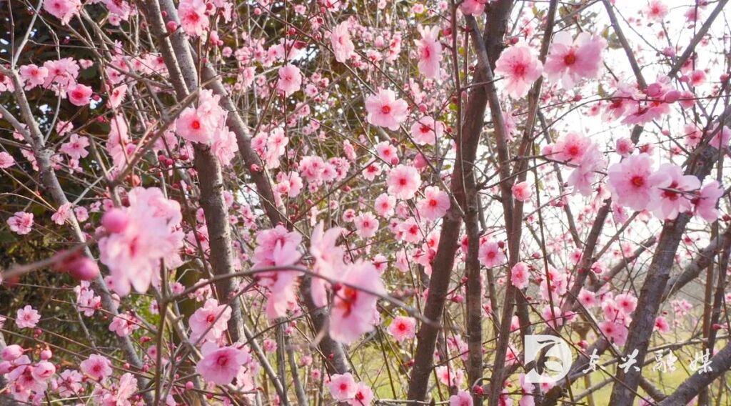 内江东兴：踏春正当时，三月的桃花送给你-7.jpg