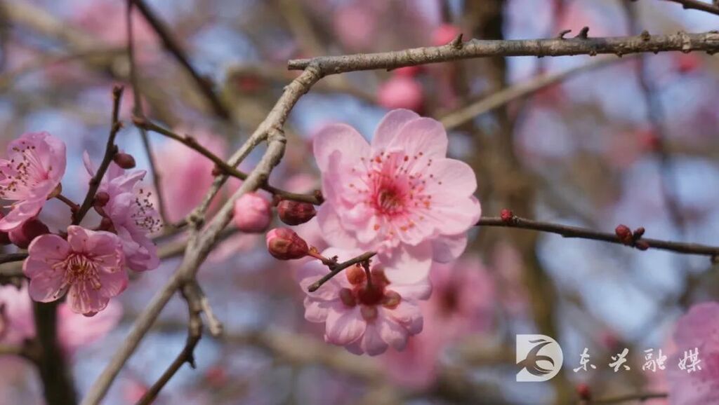 内江东兴：踏春正当时，三月的桃花送给你-4.jpg