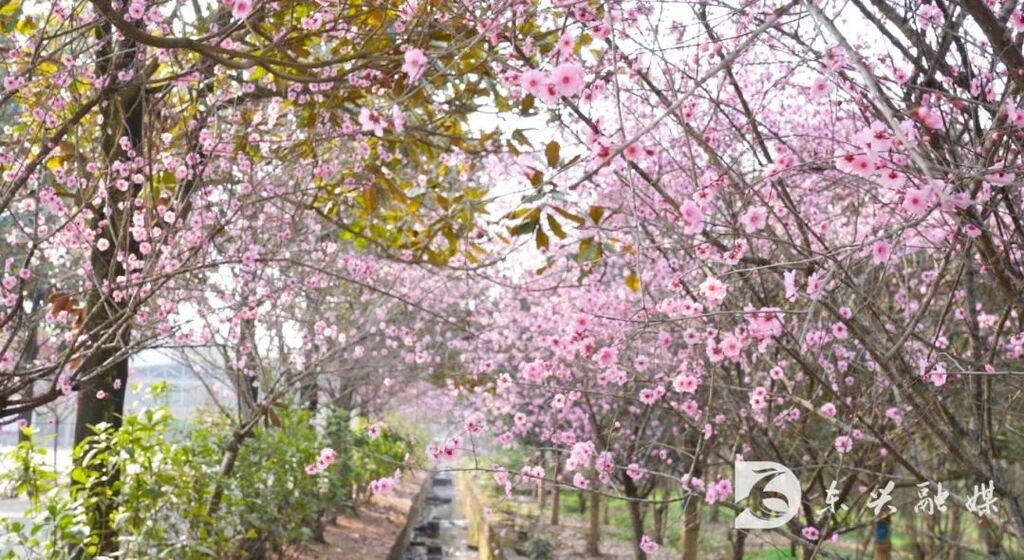 内江东兴：踏春正当时，三月的桃花送给你-10.jpg