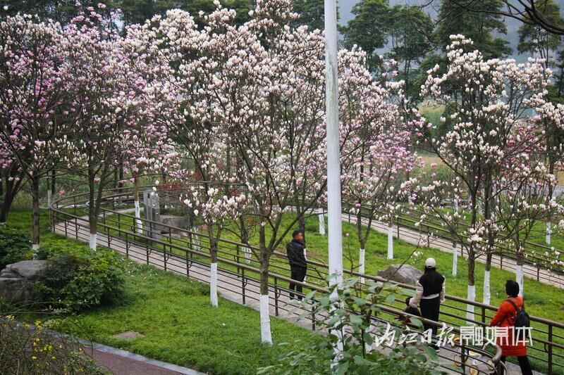 内江，玉兰花开春意浓-5.jpg