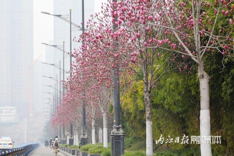 内江，玉兰花开春意浓-2.jpg