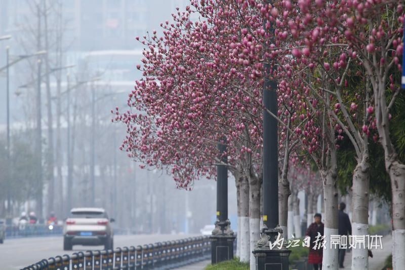 内江，玉兰花开春意浓-1.jpg