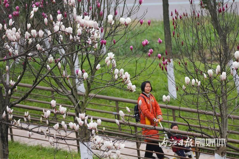内江，玉兰花开春意浓-3.jpg