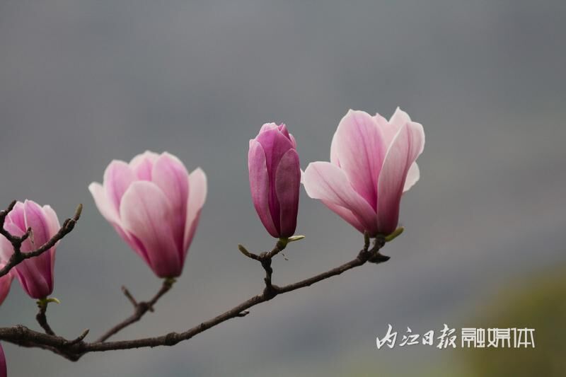 内江，玉兰花开春意浓-7.jpg