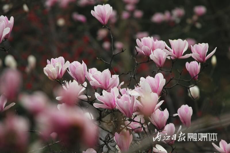 内江，玉兰花开春意浓-6.jpg
