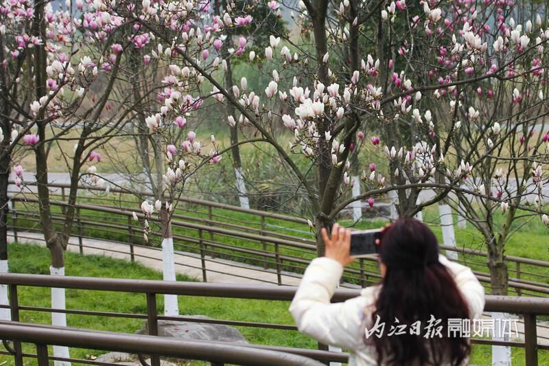 内江，玉兰花开春意浓-4.jpg