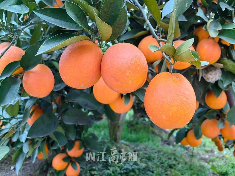 从“中国晚熟血橙第一村”看资中血橙的“腾飞”之势-1.jpg