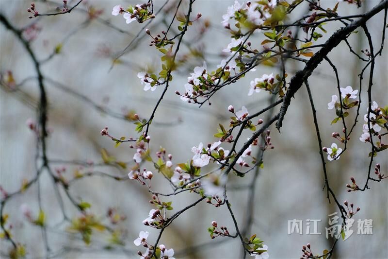 花“漾”甜城美如画-5.jpg
