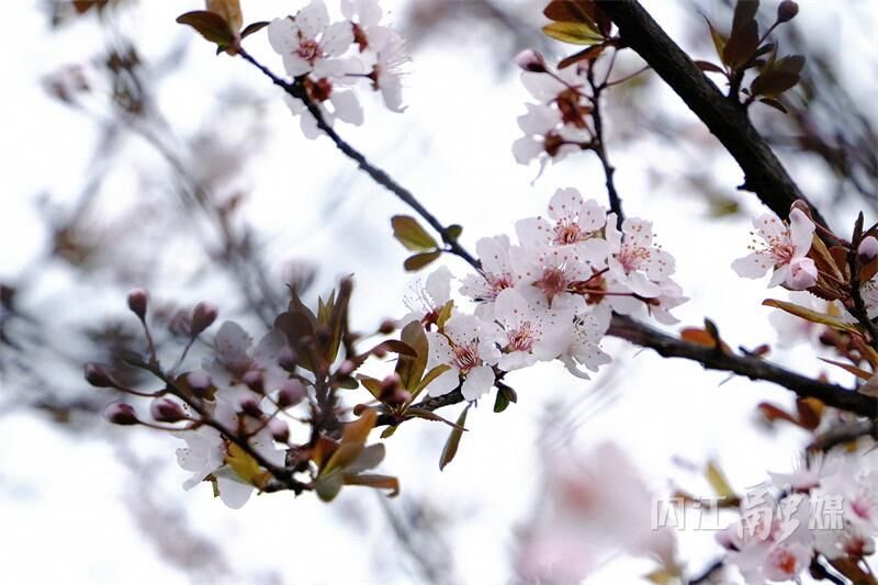 花“漾”甜城美如画-1.jpg