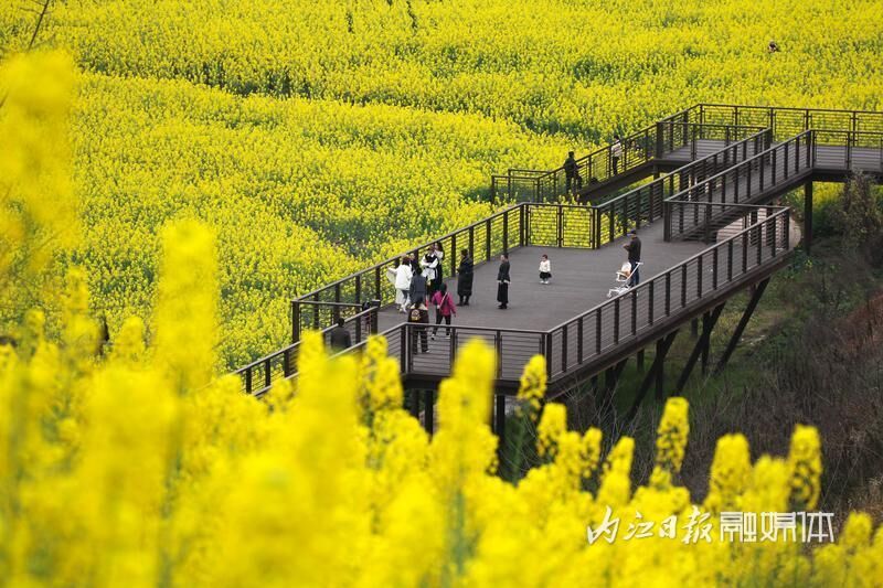 好玩又出片，内江乐贤街道这片油菜花海成热门“打卡地”-3.jpg