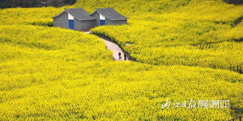 好玩又出片，内江乐贤街道这片油菜花海成热门“打卡地”-1.jpg