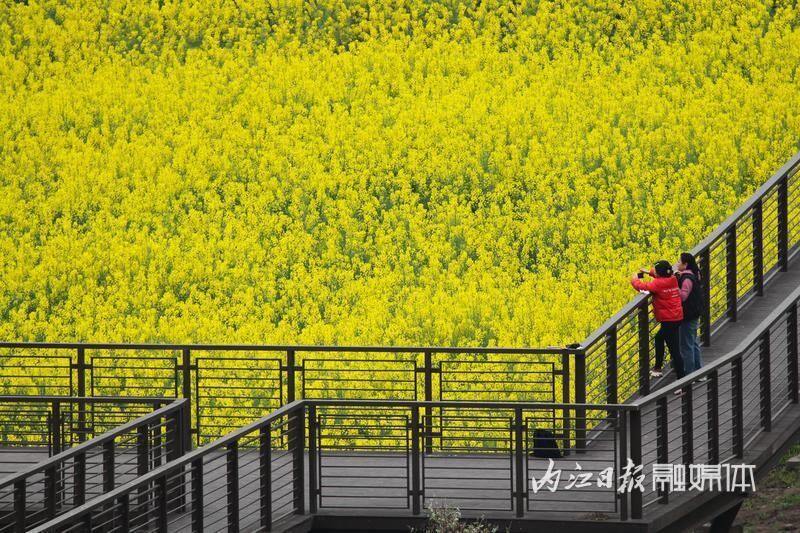 好玩又出片，内江乐贤街道这片油菜花海成热门“打卡地”-6.jpg