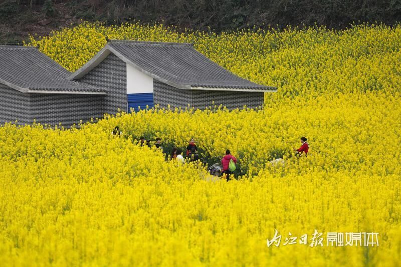 好玩又出片，内江乐贤街道这片油菜花海成热门“打卡地”-4.jpg