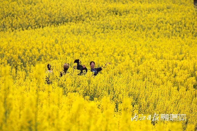 好玩又出片，内江乐贤街道这片油菜花海成热门“打卡地”-9.jpg