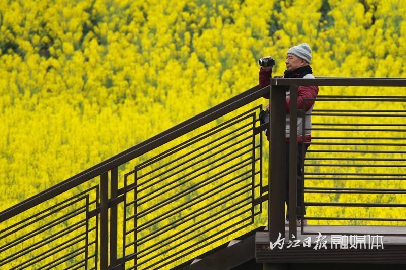 好玩又出片，内江乐贤街道这片油菜花海成热门“打卡地”-10.jpg
