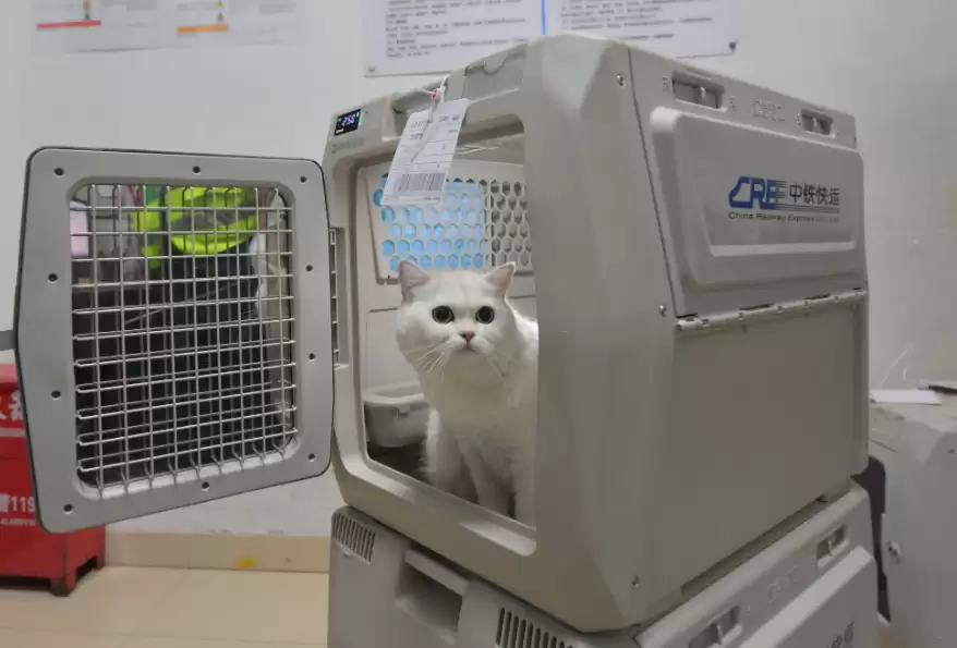 d6.webp