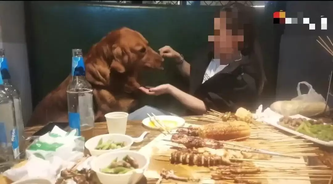 精华									
大连一烧烤店内女子用铁签给狗撸串，还让它坐在卡座上……停业整顿！
New