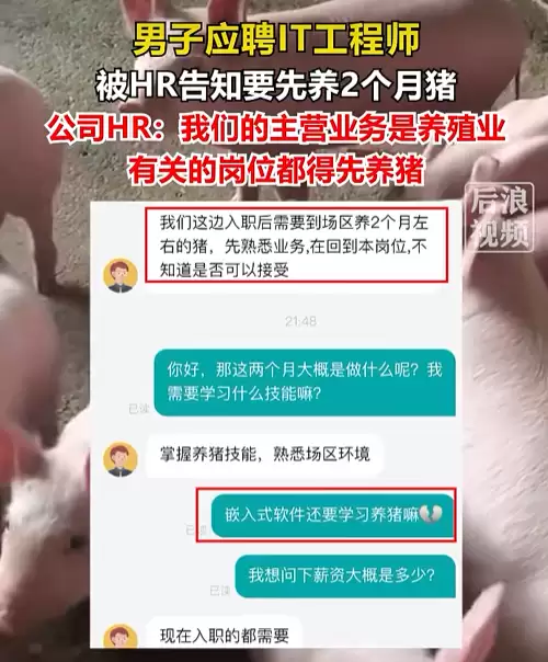 男子应聘程序员岗位，被要求先养两个月猪？HR回应
New