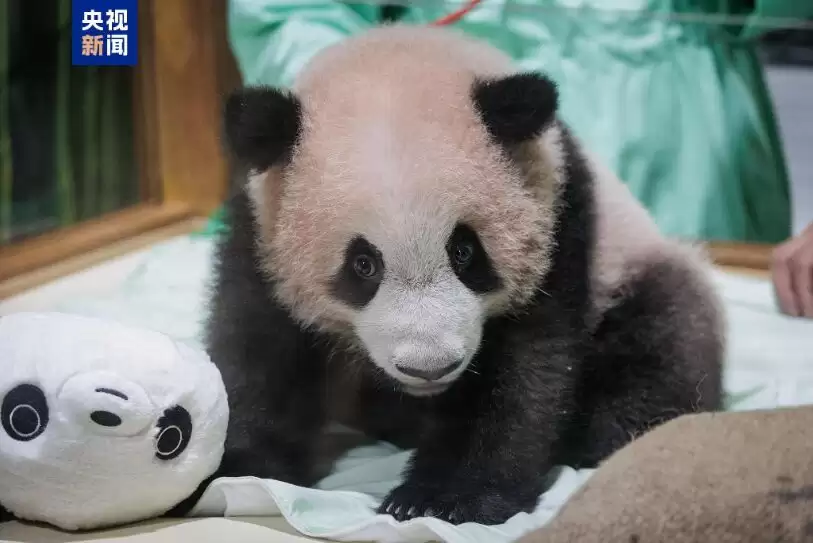 印尼出生大熊猫幼崽“里奥”状况良好 各项发育指标稳定
New